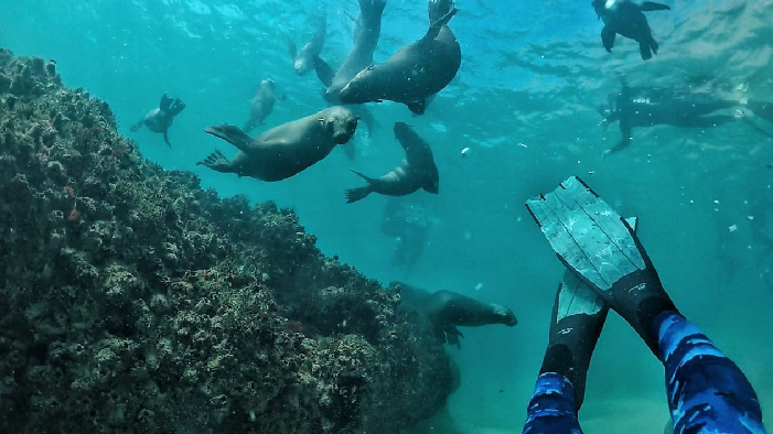 Activities Plettenberg bay swim with seals 